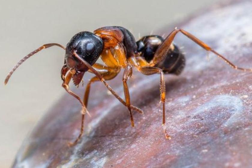 蚁科（拉丁学名：Formicidae），通称蚂蚁，属于昆虫纲膜翅目。蚁类为杂食类，其多为黑色、褐色、