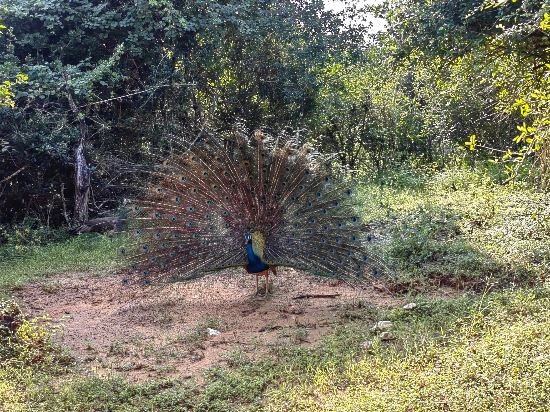 斯里兰卡雅拉国家公园的孔雀开屏