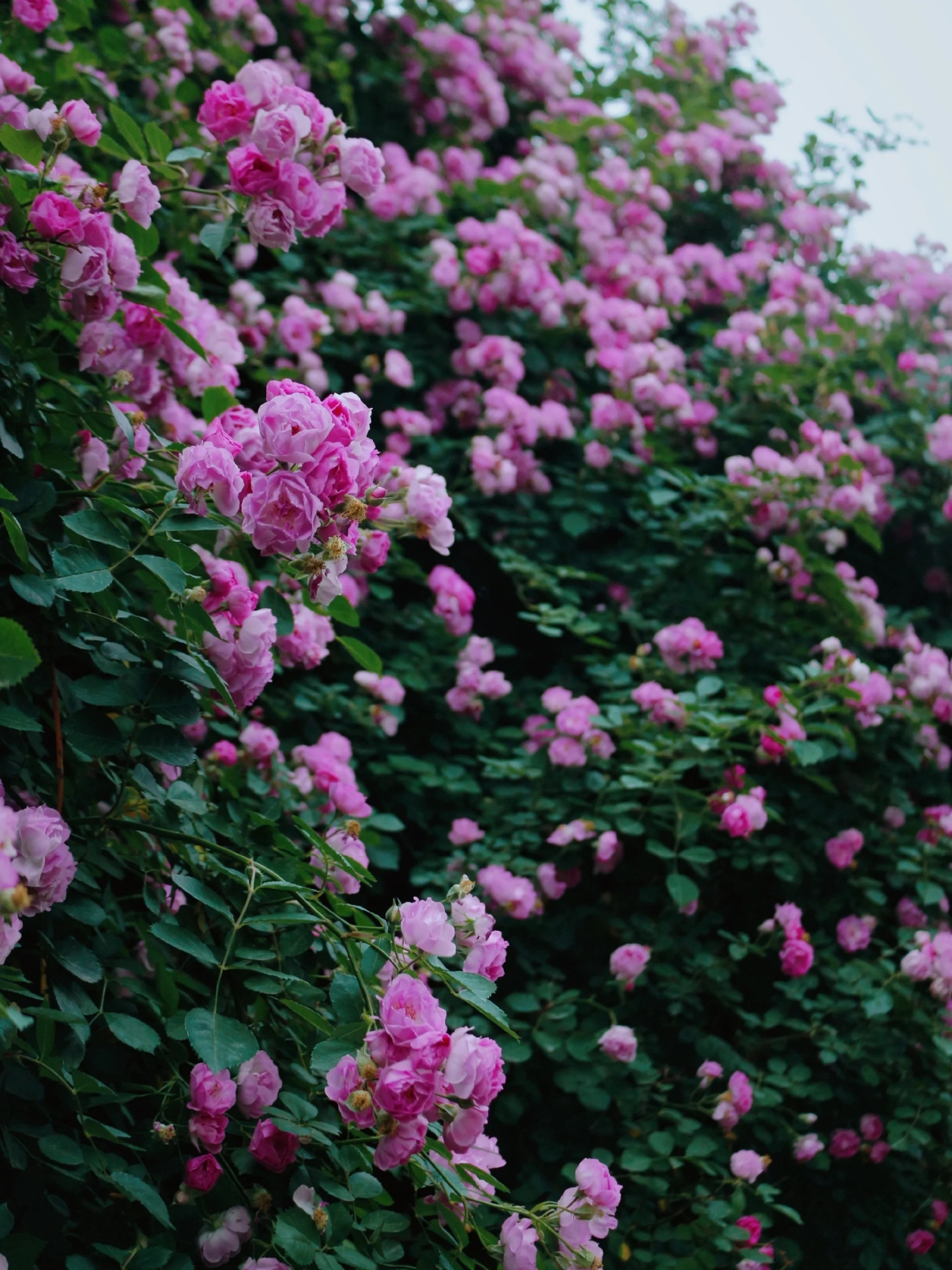 蔷薇花开，浪漫的5月已来!附16个蔷薇地图#春游记 蔷薇花开，浪漫5月已来。推荐一下北京值得打卡的蔷