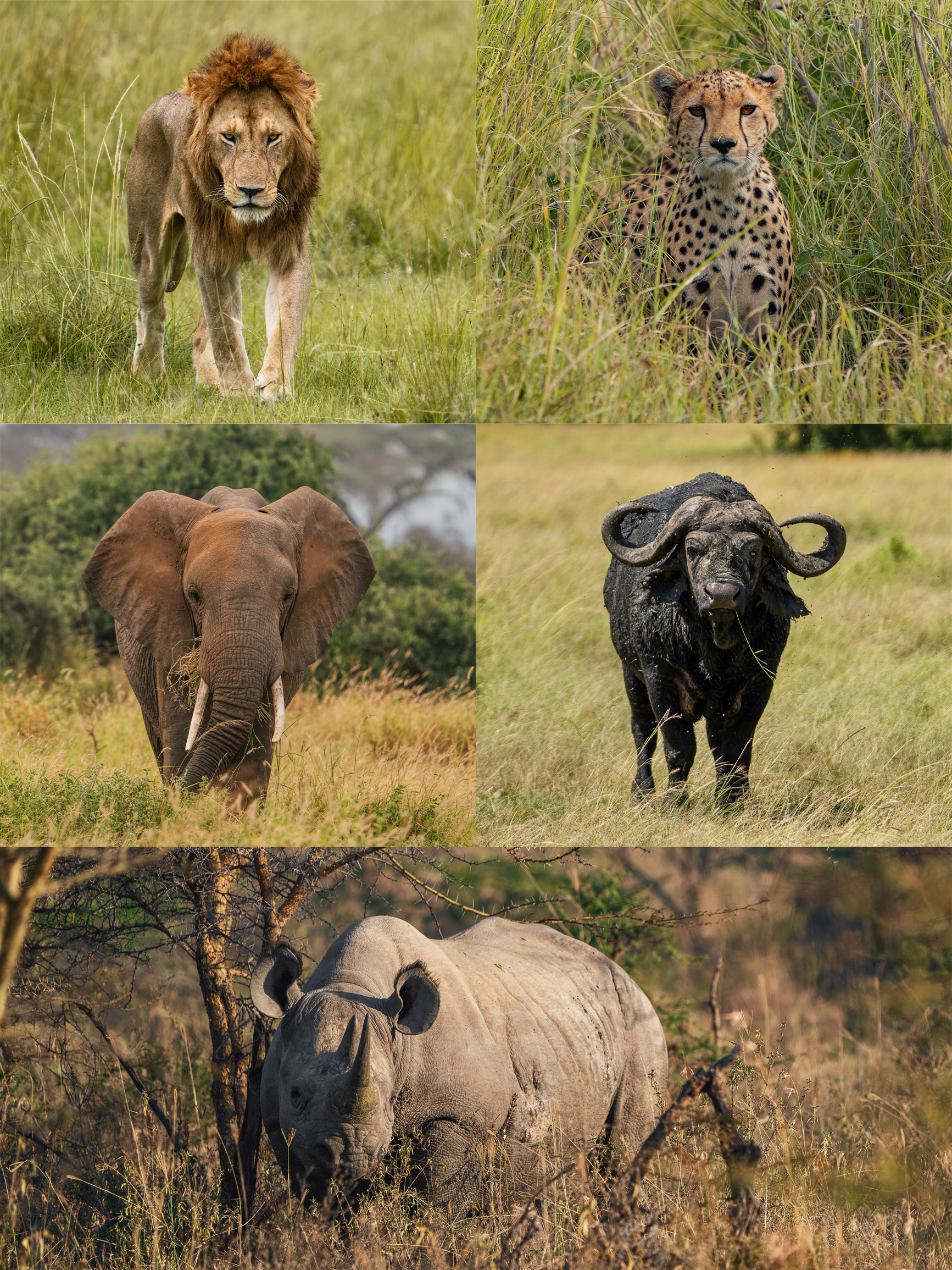 肯尼亚 | Safari究竟能看到哪些动物⁉️🇰🇪