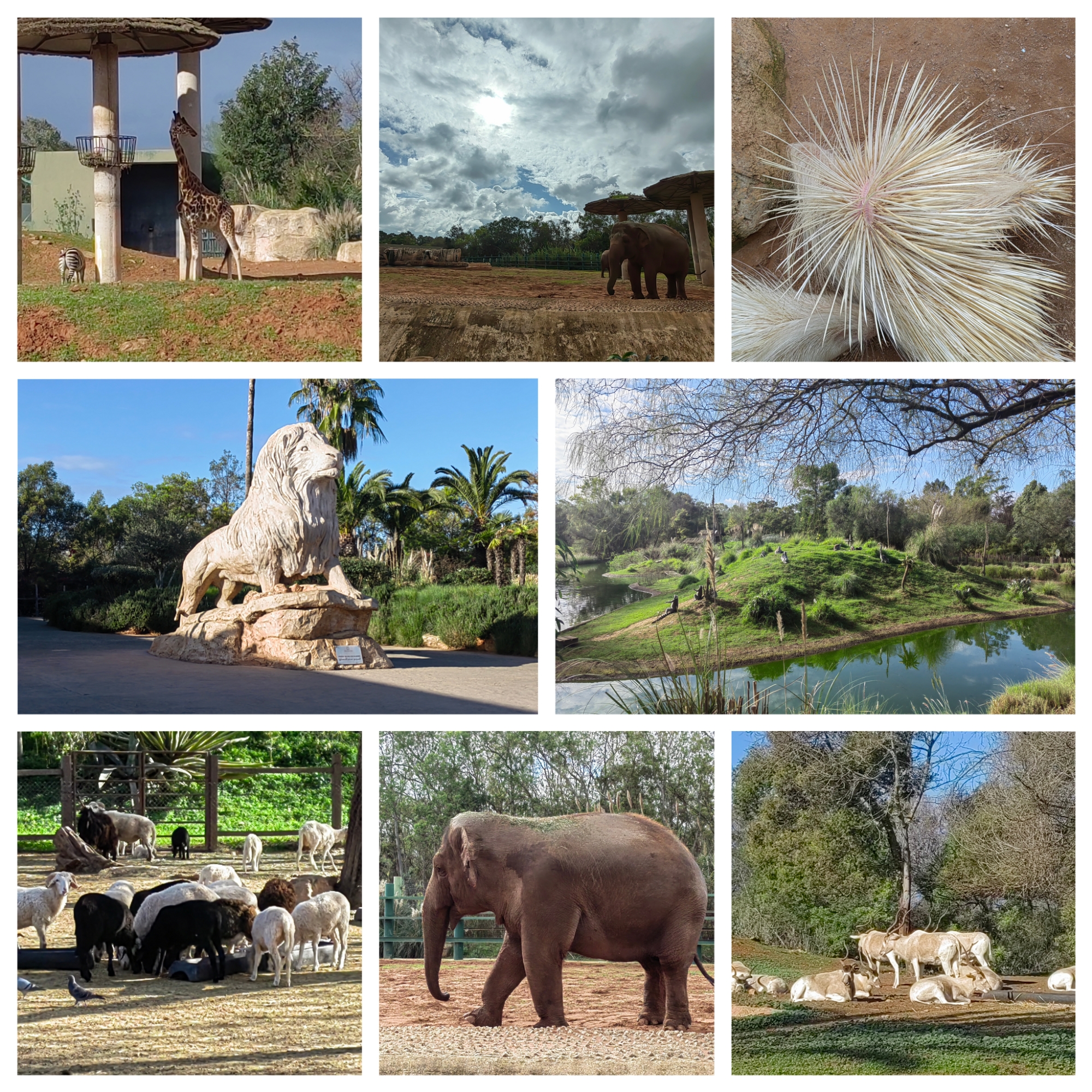 参观拉巴特动物园