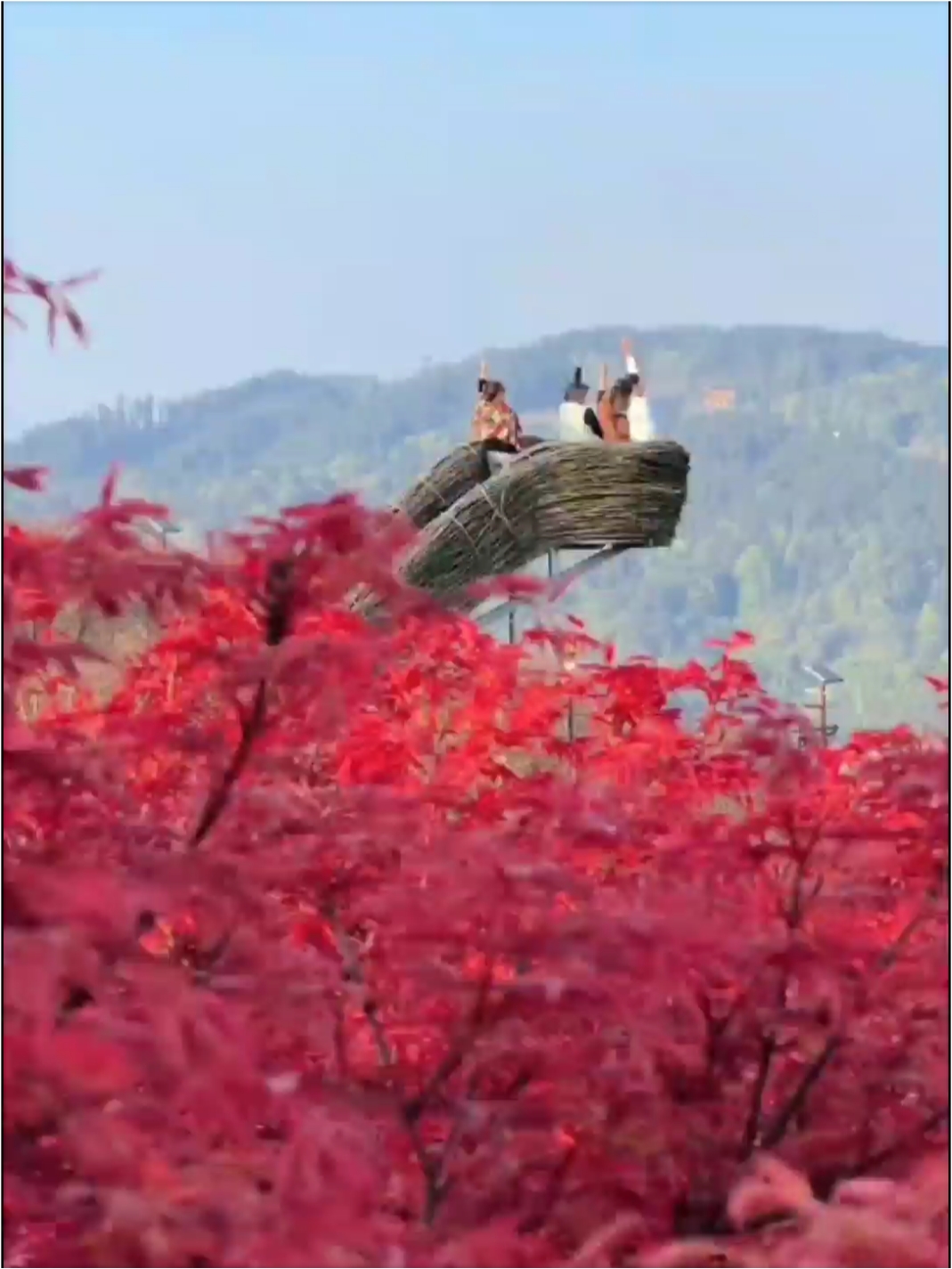 红枫来了，重庆必打卡之一，重庆南湖多彩植物园。