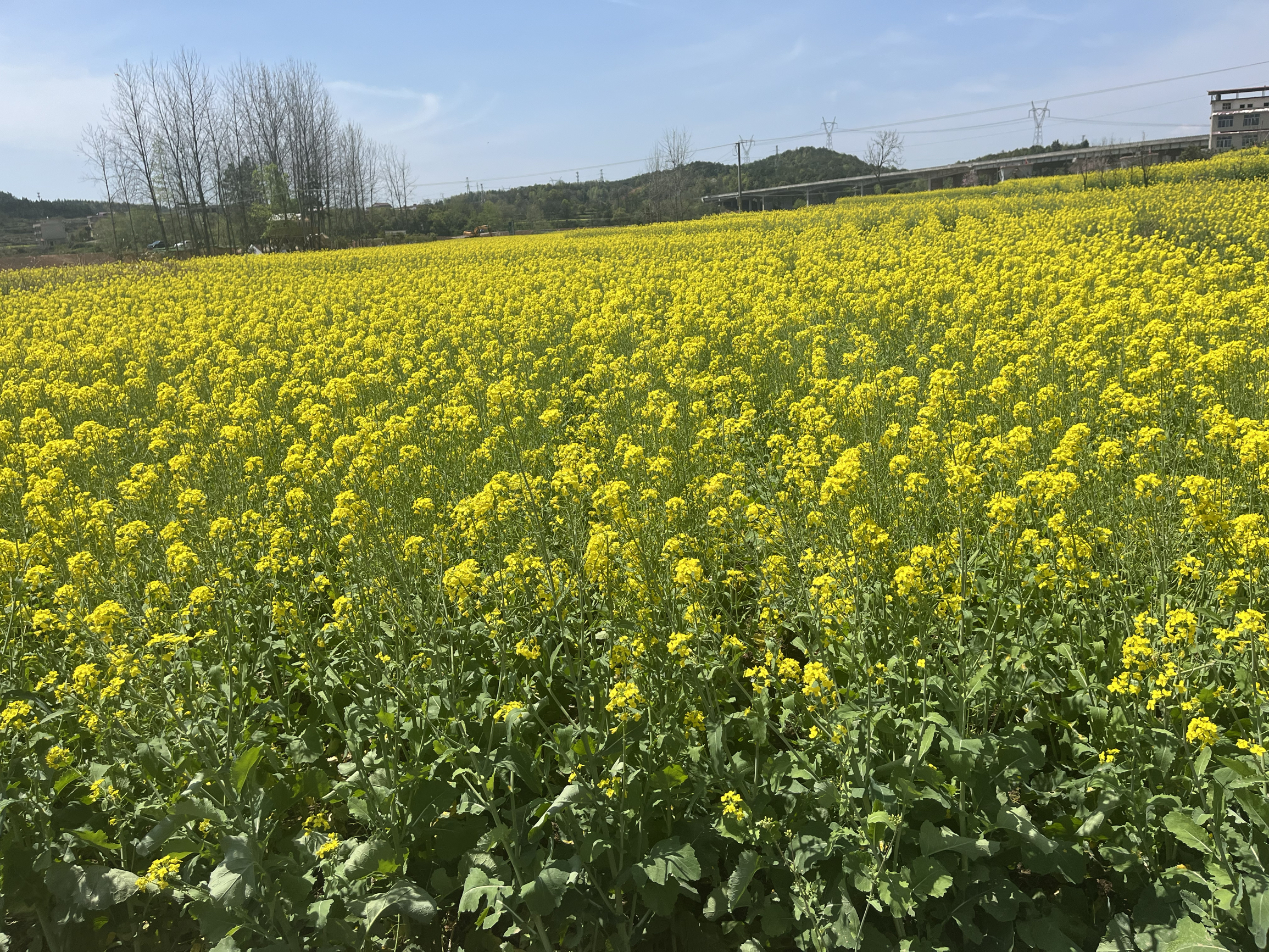 月亮湖赏花啦