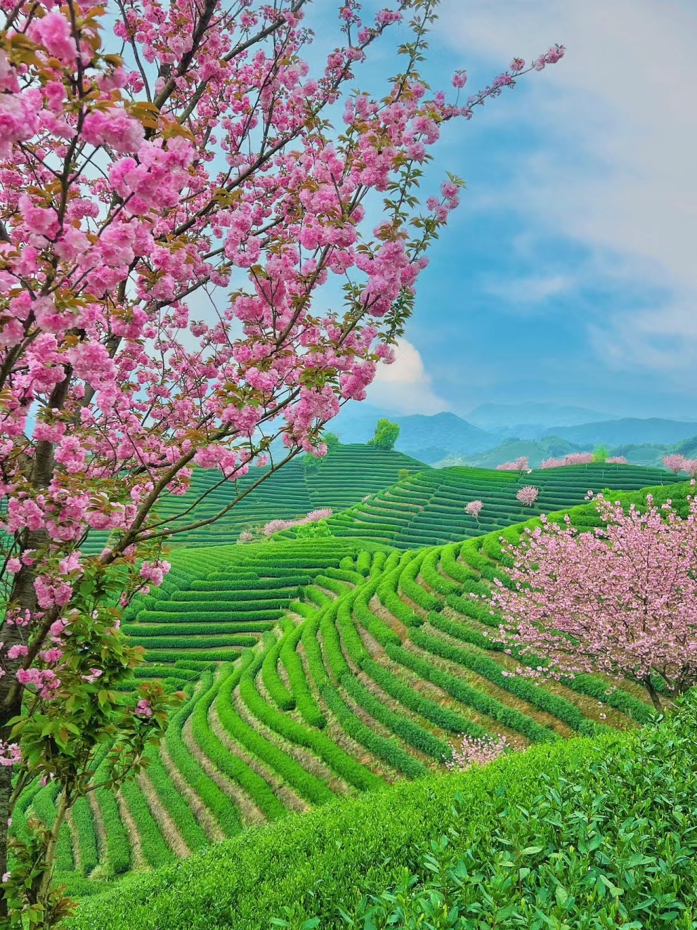 杭州赏花🌸好去处，上春山被写实了！！！