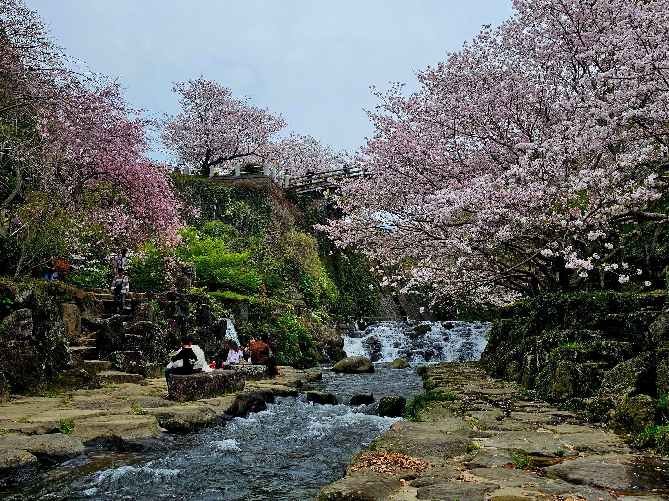 长崎云仙赏桜泡湯の旅