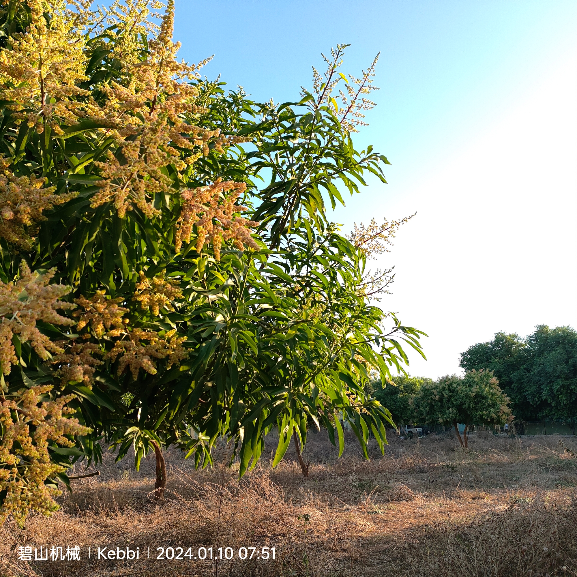 新的一年，芒果树开花了