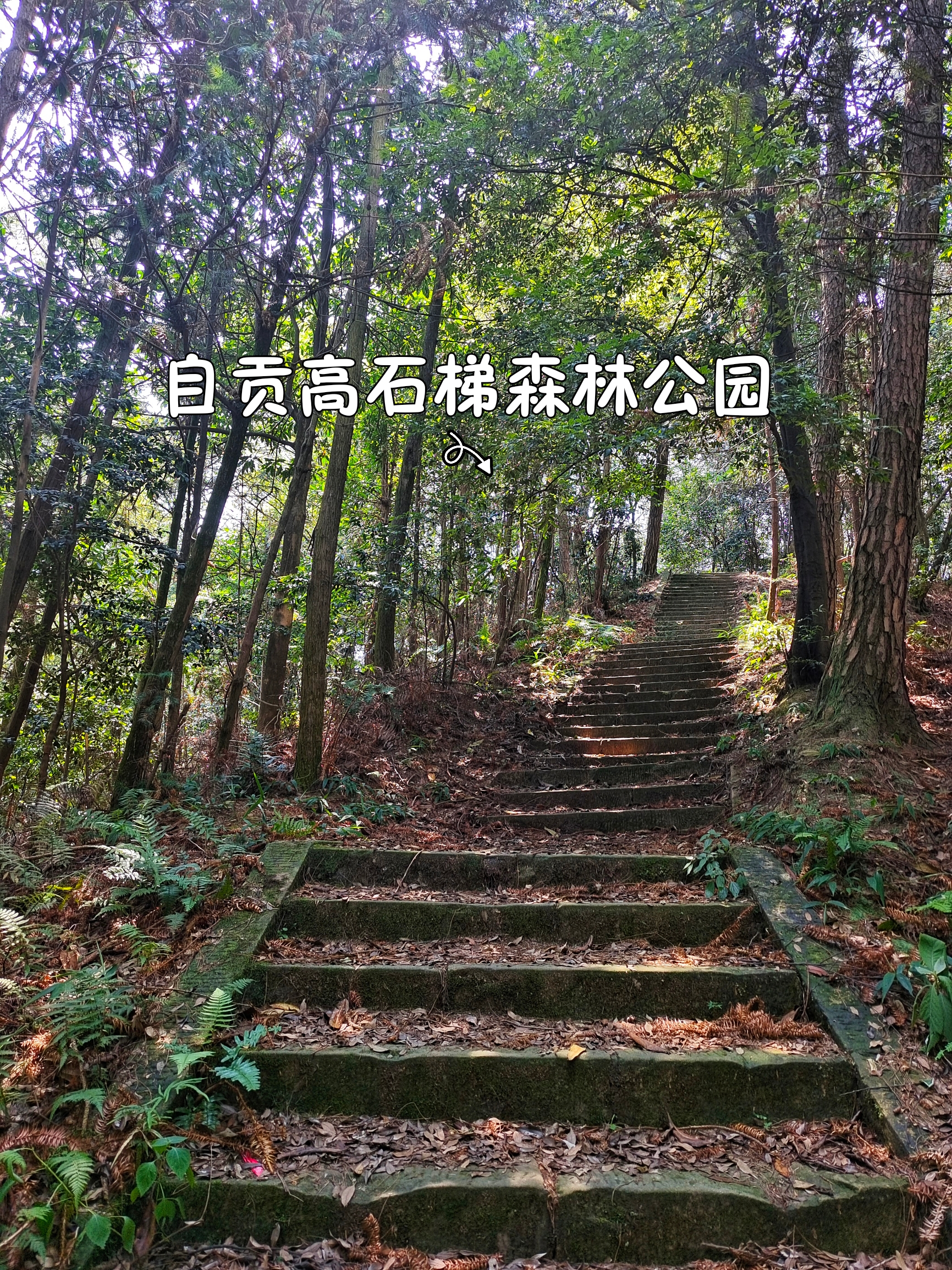 森林公园的石梯