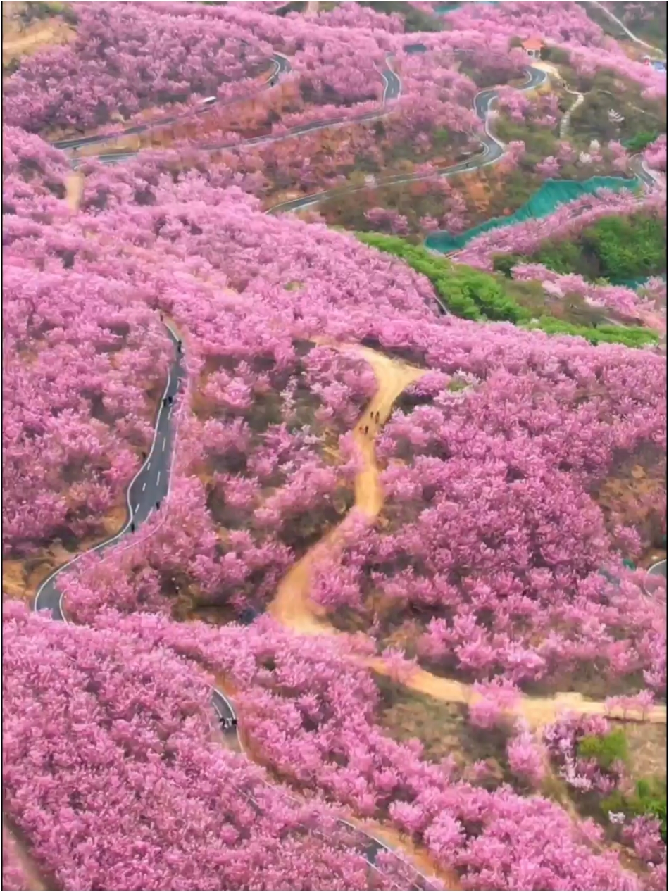 清流赖坊樱花园