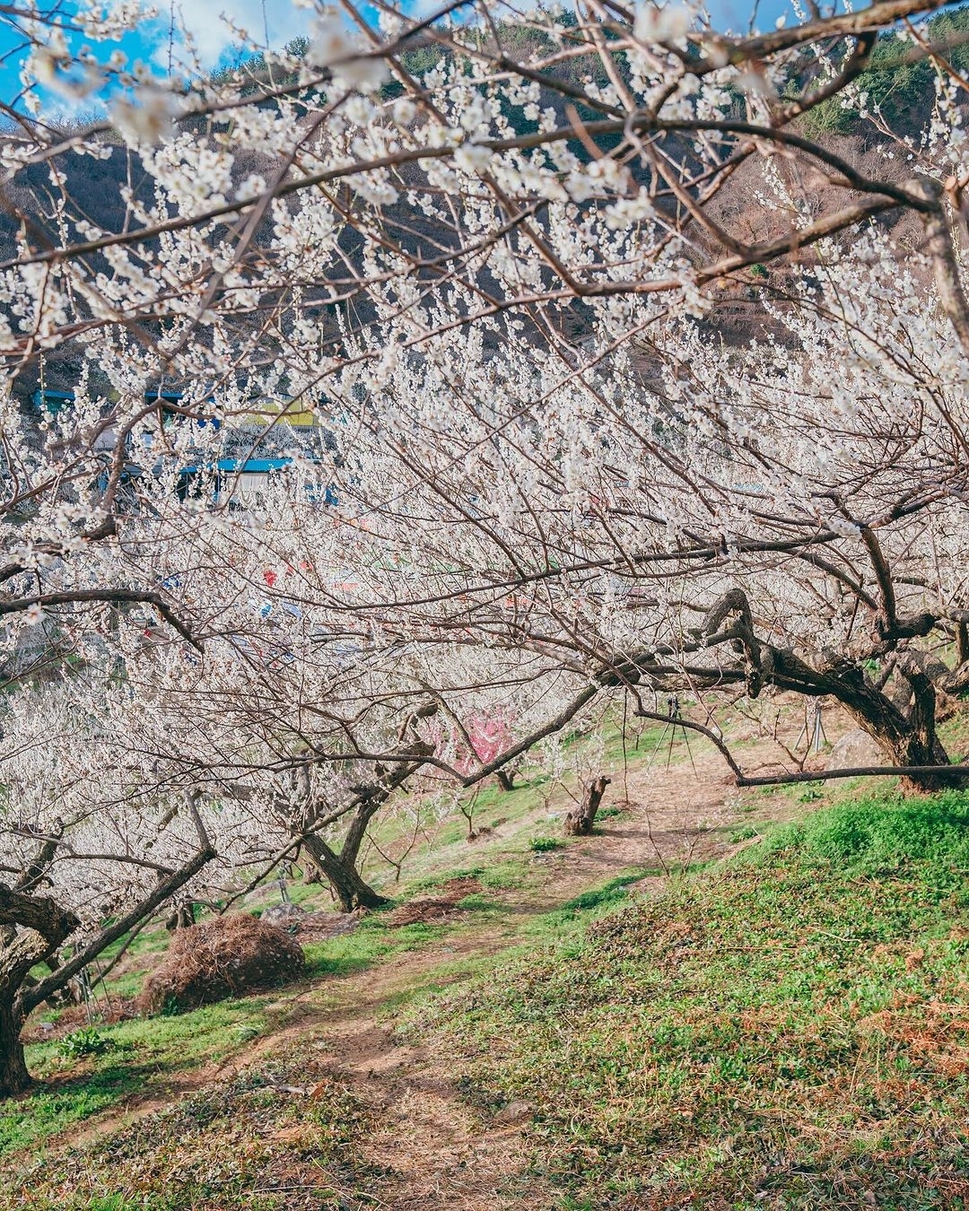 👀探寻韩国春天的美：光阳市梅花村之旅🌸