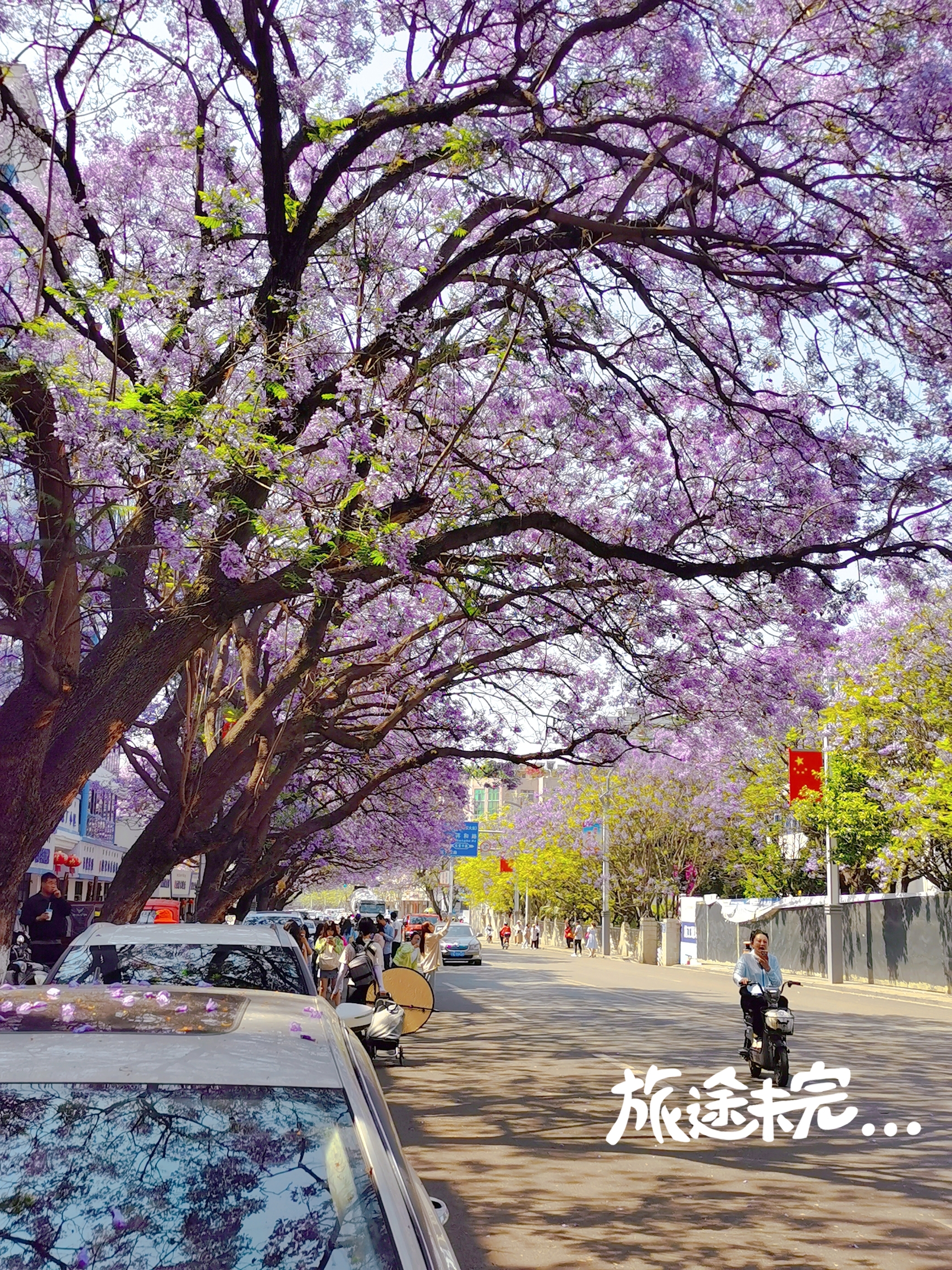 西昌的蓝花楹赏花季