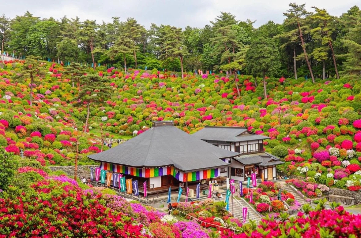 东京后花园一年只限定15天的花之寺庙