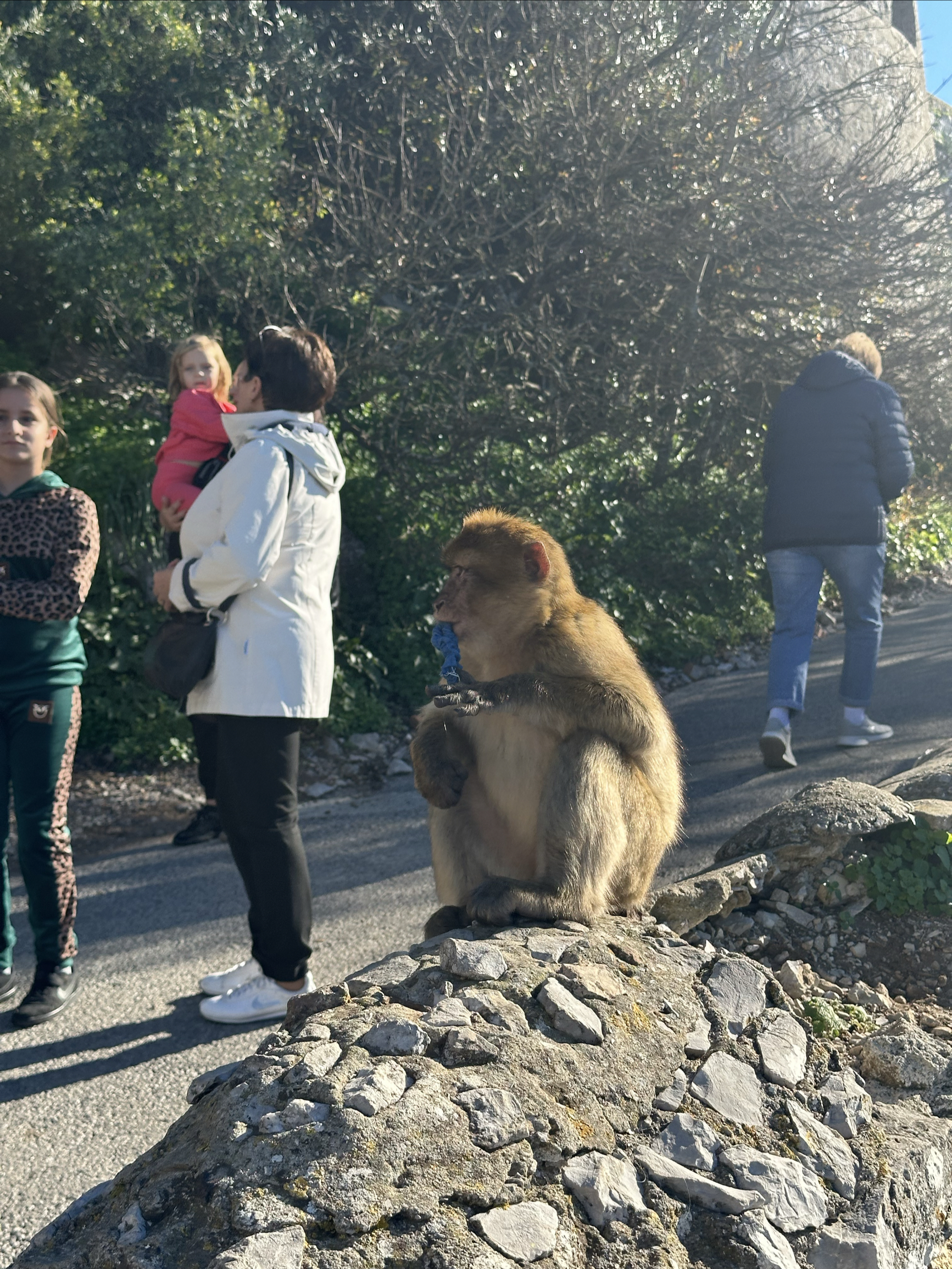 直布罗陀的猴子🐒，真的会抢游客的食物🥘。