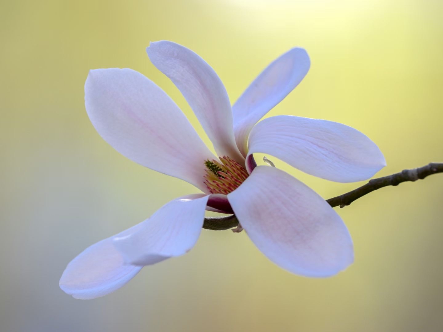 玉兰花开等你来