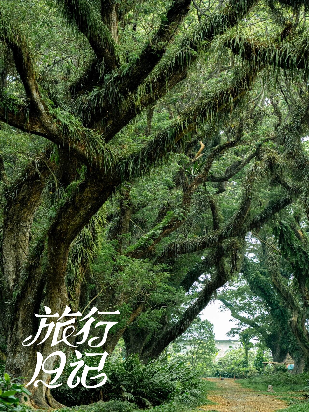 🌳踏春寻秘，探秘De Djawatan魔法森林🌲