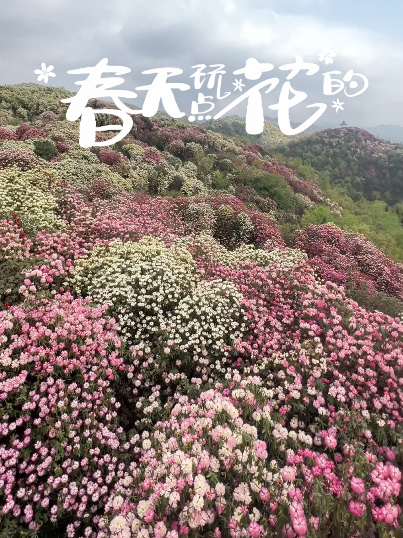 去过百里杜鹃3次的经验帖🌺超实用🥳 2024年是这几年花开的最好的一次，前两年我也去过，完全没有今年