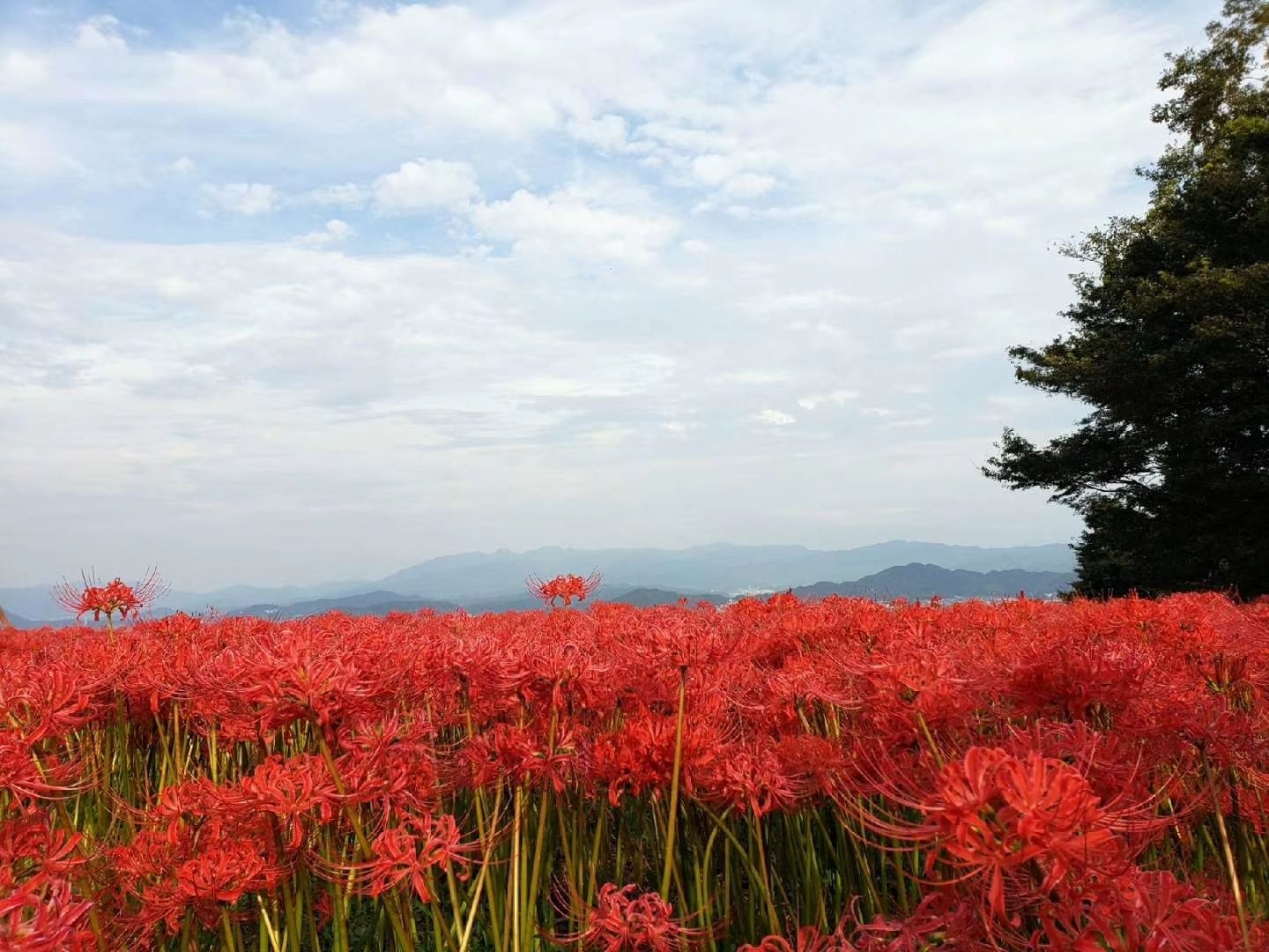 日本奈良 萬珠沙華