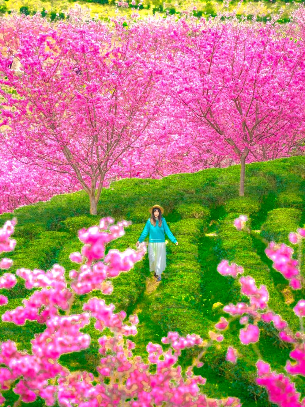广东你嘴真严，这么美的樱花山居然没人知道？！
