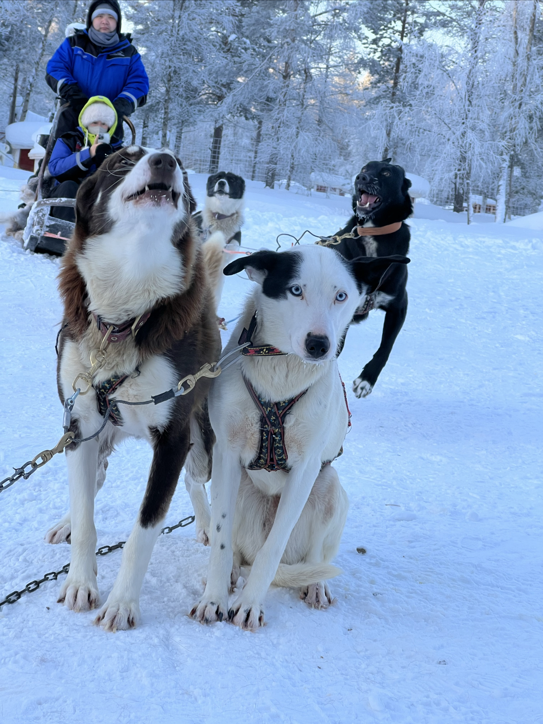 在芬兰🇫🇮体验真正的狗拉雪橇，北极圈二哈带你飞驰人生✌️
