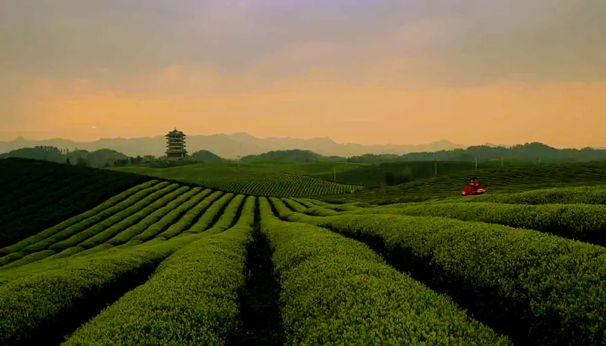 世界上最大的茶海位于哪里？答案就是贵州省湄潭县永兴镇。这个被誉为“中国茶海”的景区，早在1986年就