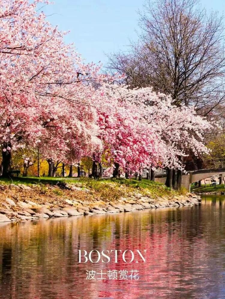 波士顿赏花图鉴分享宝藏攻略分享