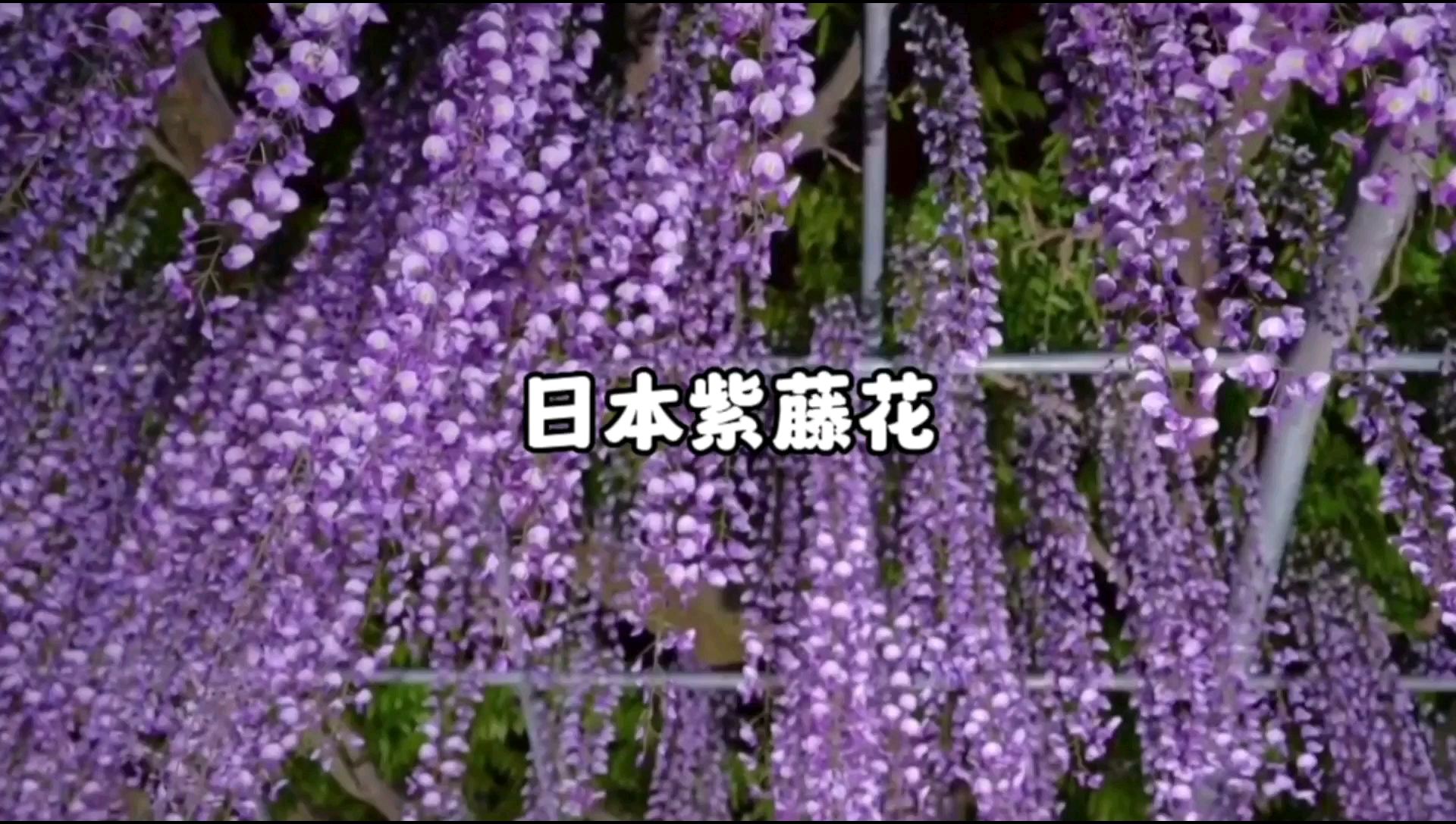 约150年树龄的紫藤花