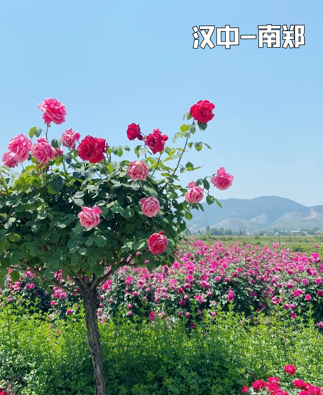 汉中山与玫瑰农旅田园的玫瑰即将盛开，你准备好去赏花了吗？