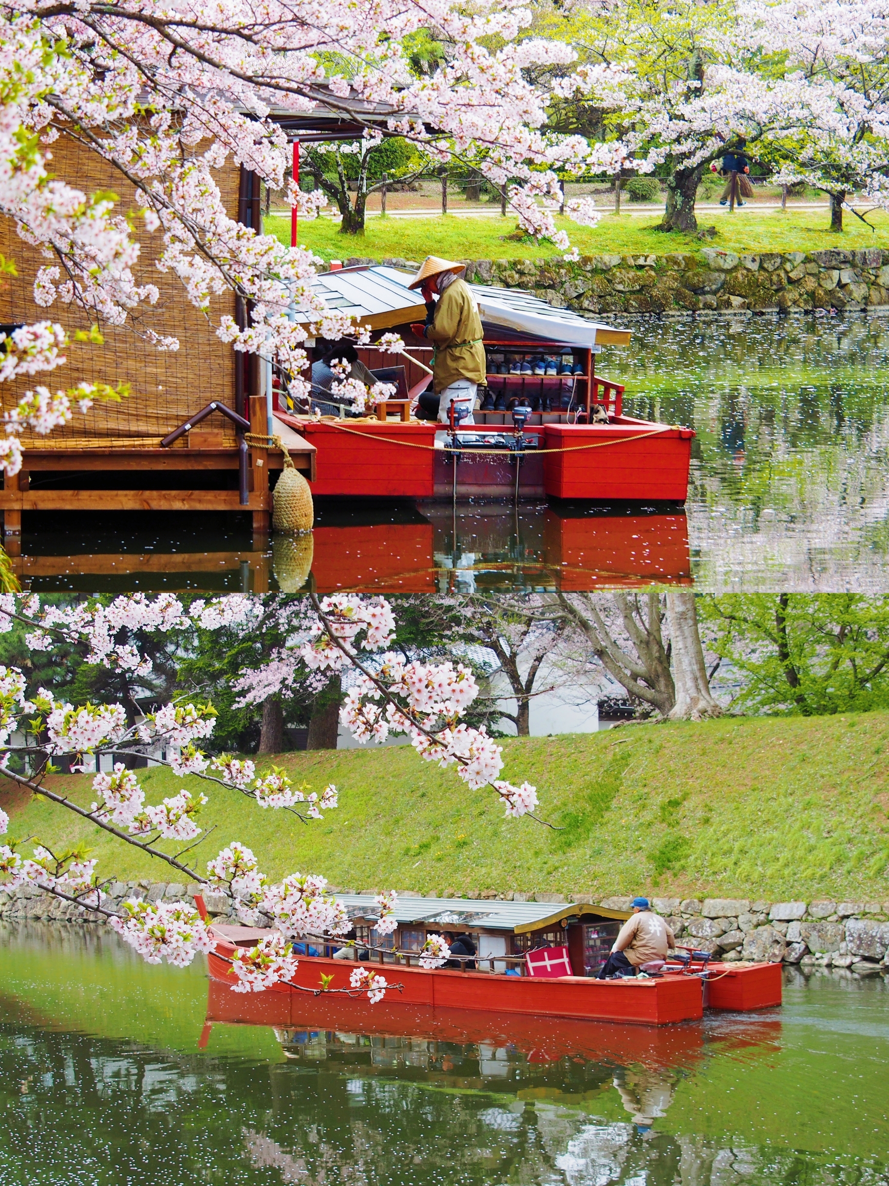日本小众地🌸就在樱花盛开的时候去彦根吧