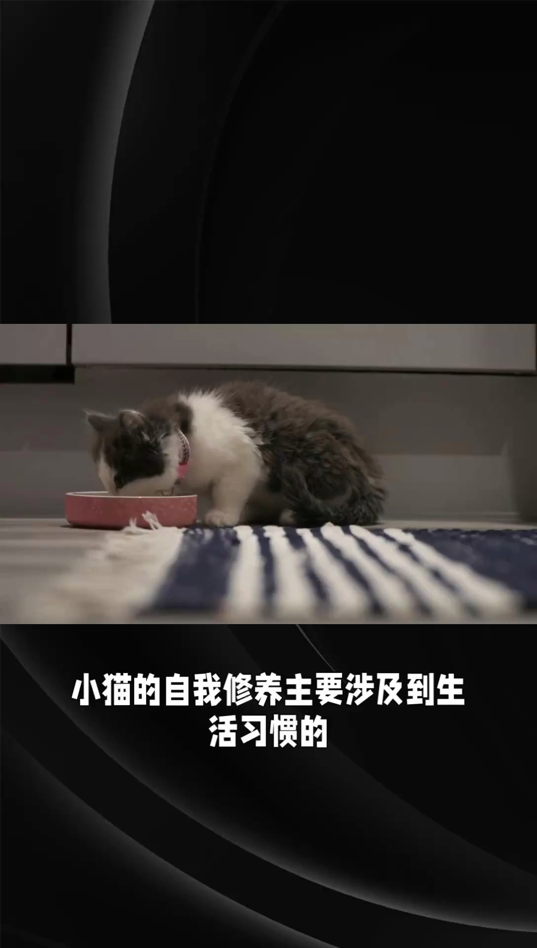 小猫的自我修养-生活习惯与性格培养