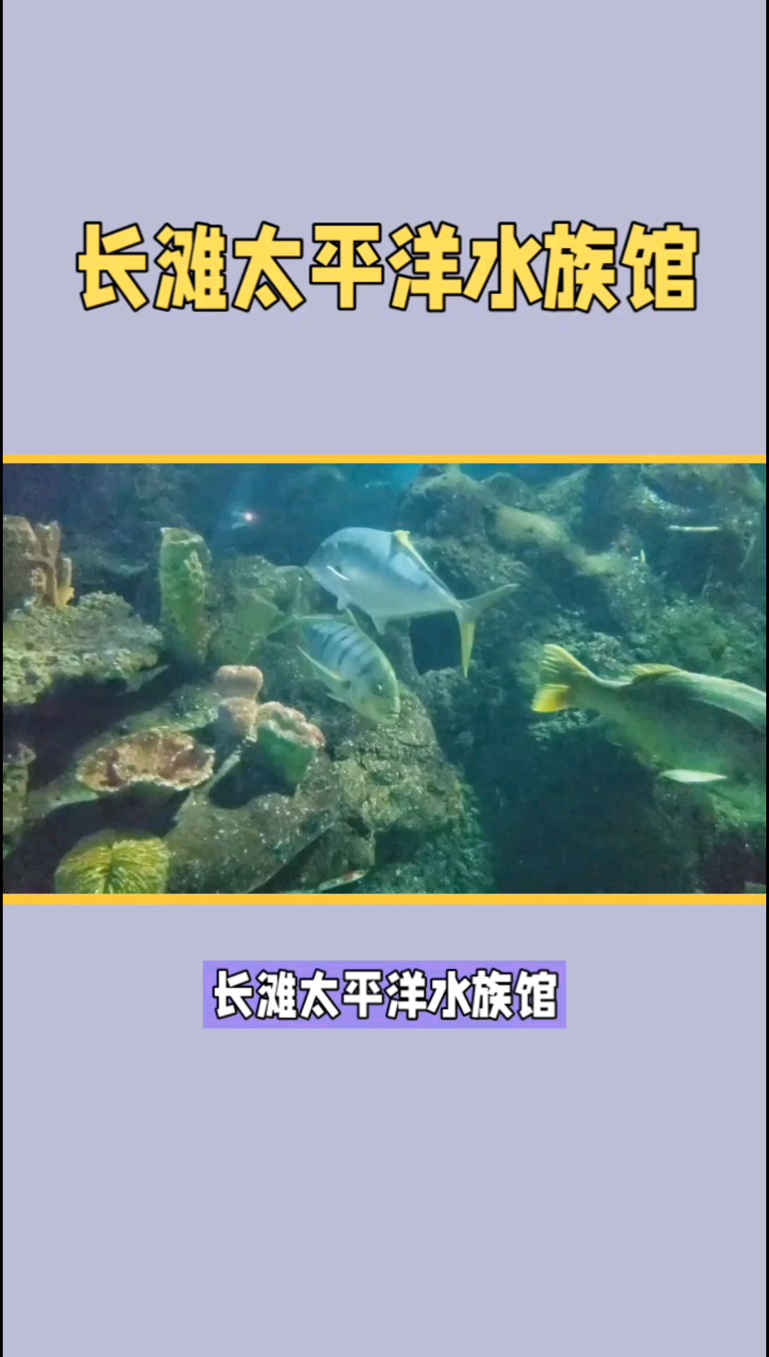 长滩太平洋水族馆：海洋生物的奇妙世界