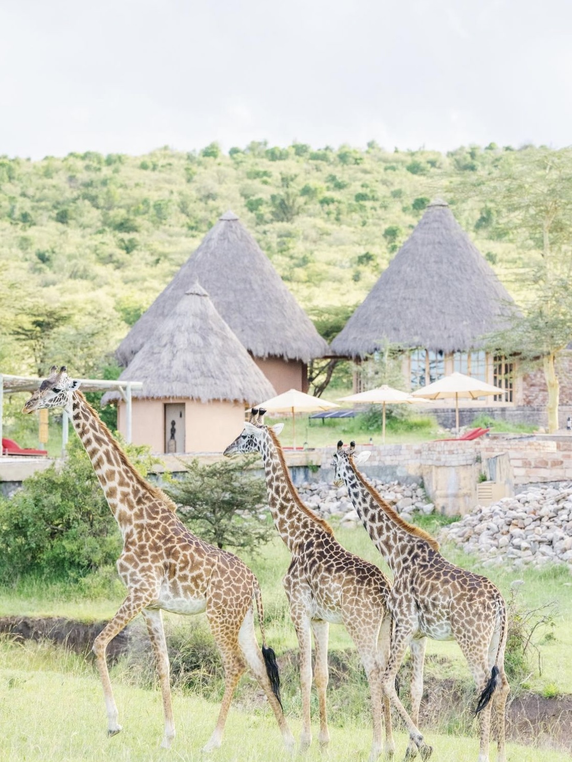 肯尼亚⛰>躺在私人保护区看动物大迁徙🦓