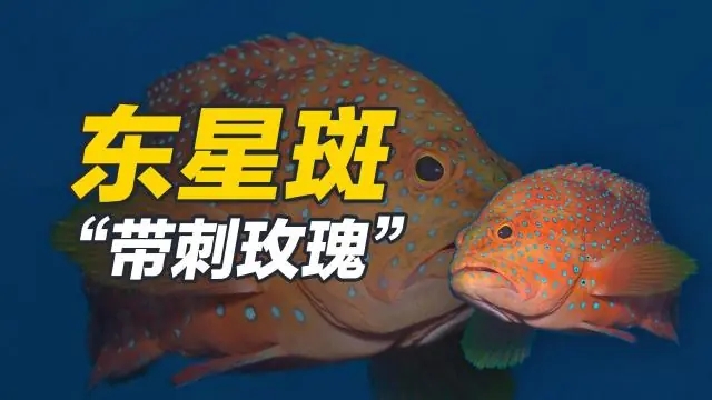 东星斑，是鲈形目鮨科鳃棘鲈属暖水性海洋珊瑚礁鱼类。[4]体形比一般斑鱼瘦长，头部细小；蓝色的眼睛中有