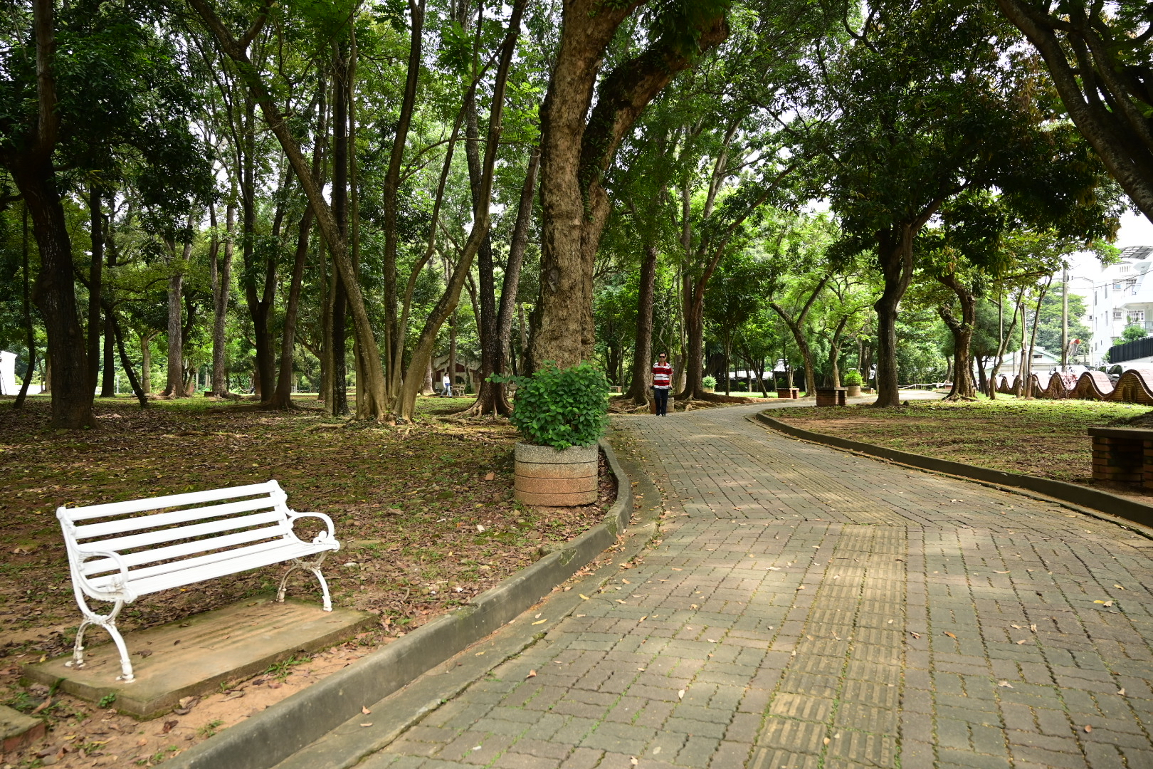 城市里的森林公园  台湾嘉义市中山公园，在城市里就能走进森林的地方，每天都有很多嘉义人在里面走路锻炼