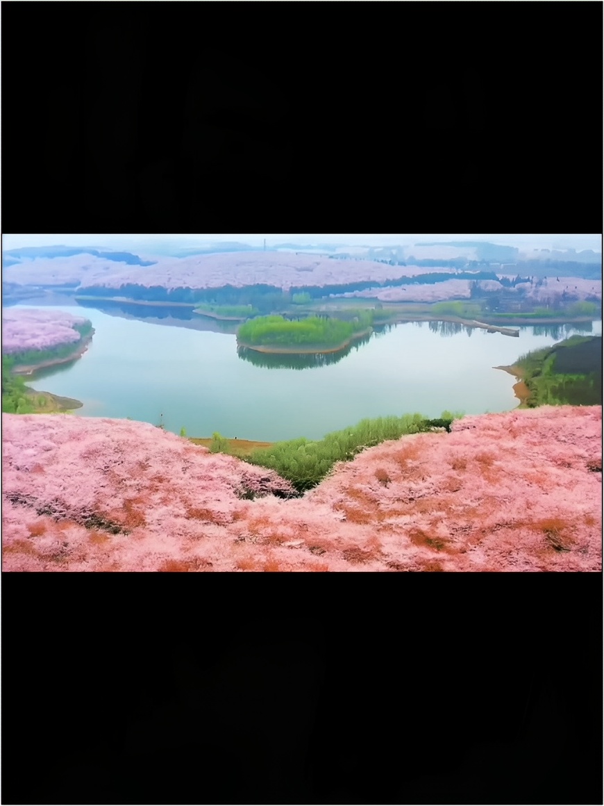 带上你心爱的人，来贵州看一次樱花吧。