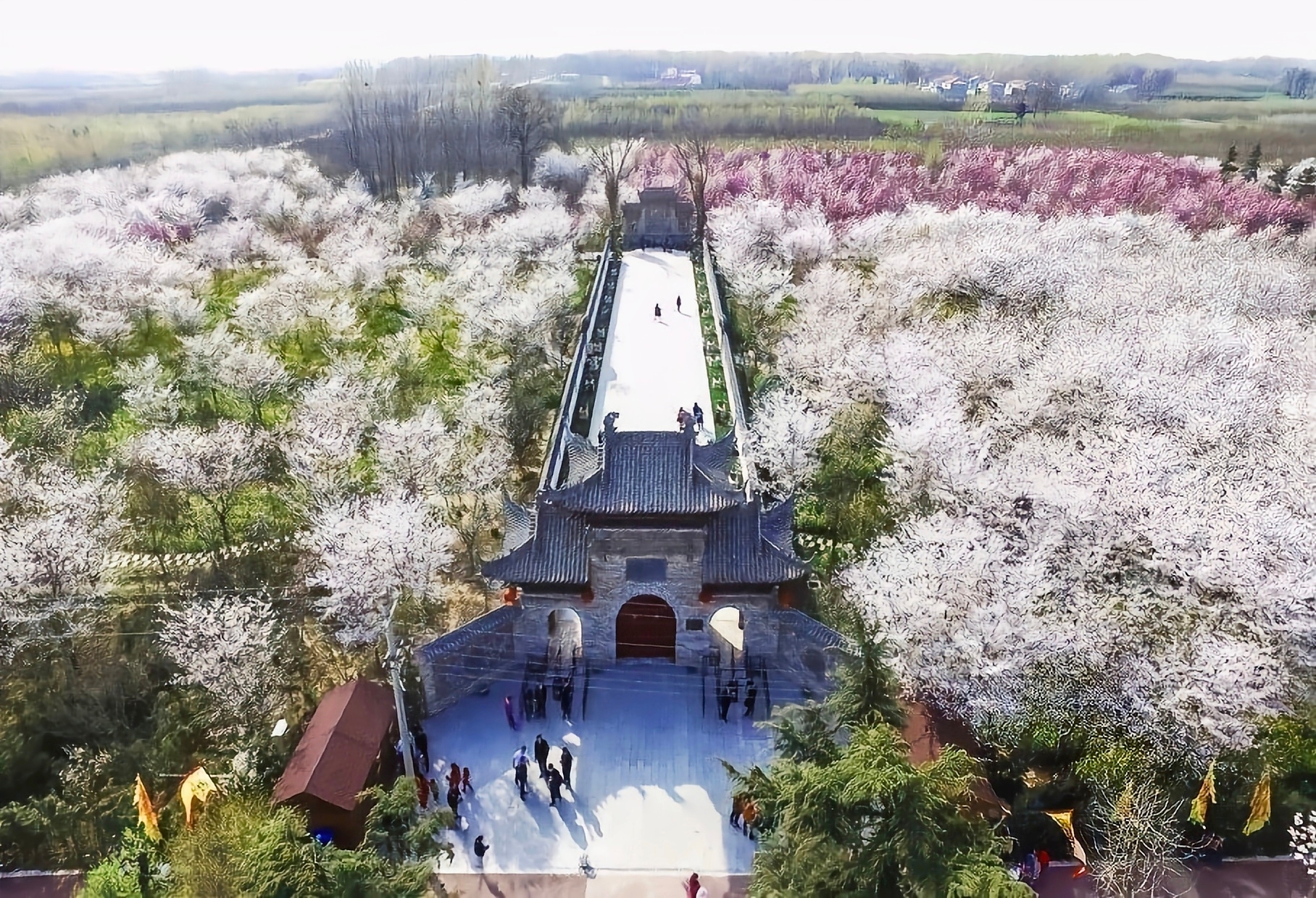 想约你淋一场樱花🌸雨，赴一场花海的约会