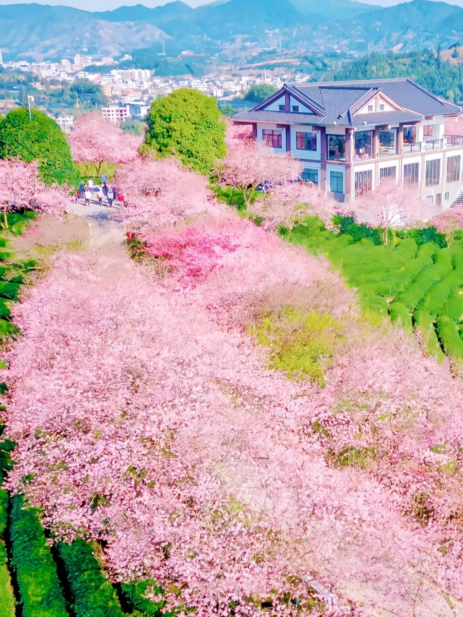 国家地理没骗我，比日本大5倍的花海美疯了 茶园和樱花的组合到底是什么神仙CPI? 永福台品樱花茶园曾