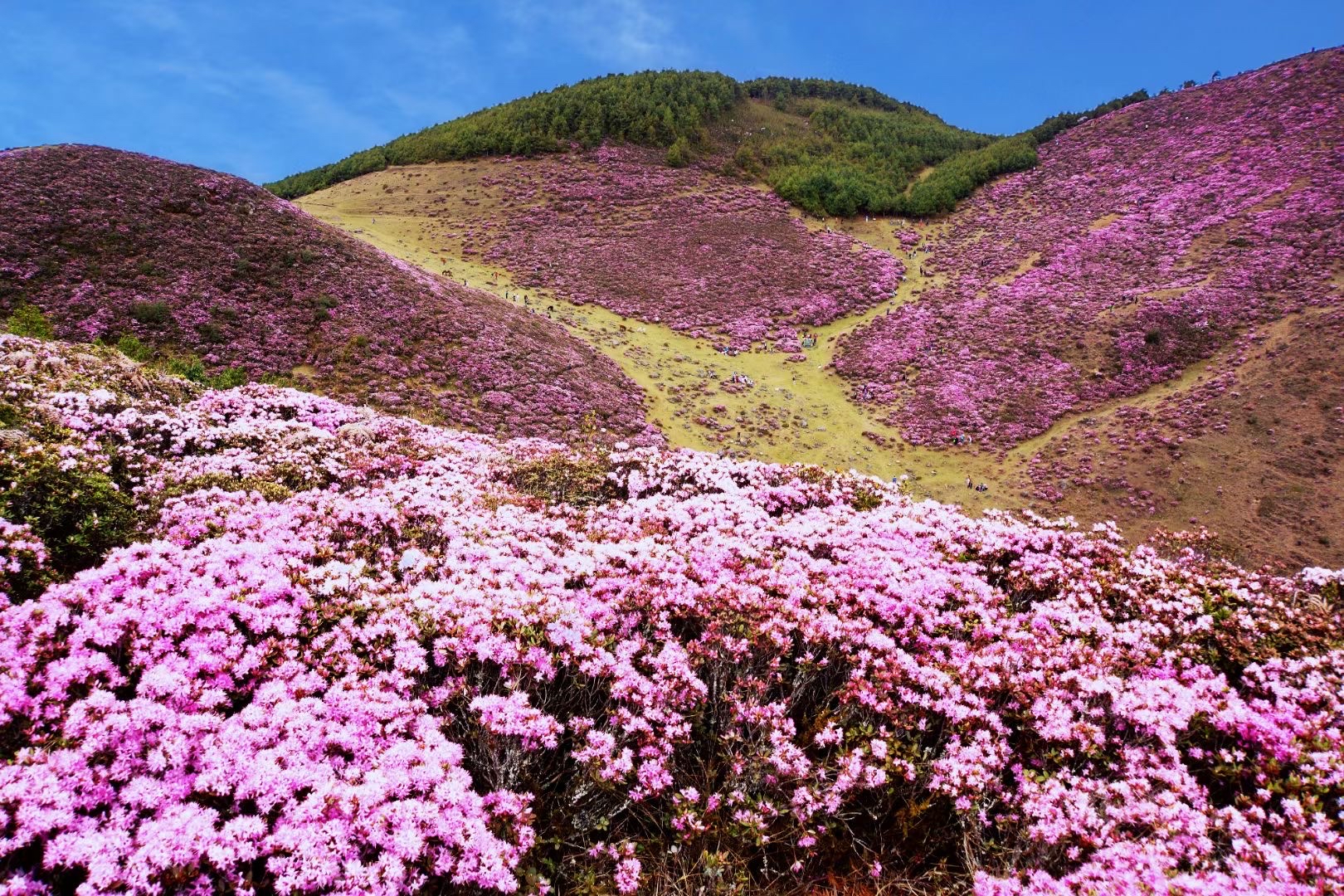 马鹿塘杜鹃花海五一节等你来