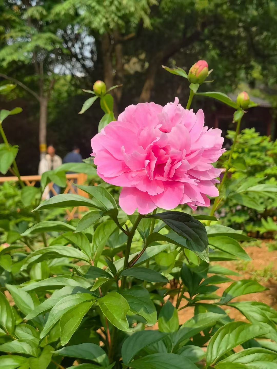 春天玩点花的｜牡丹谢了也不怕！