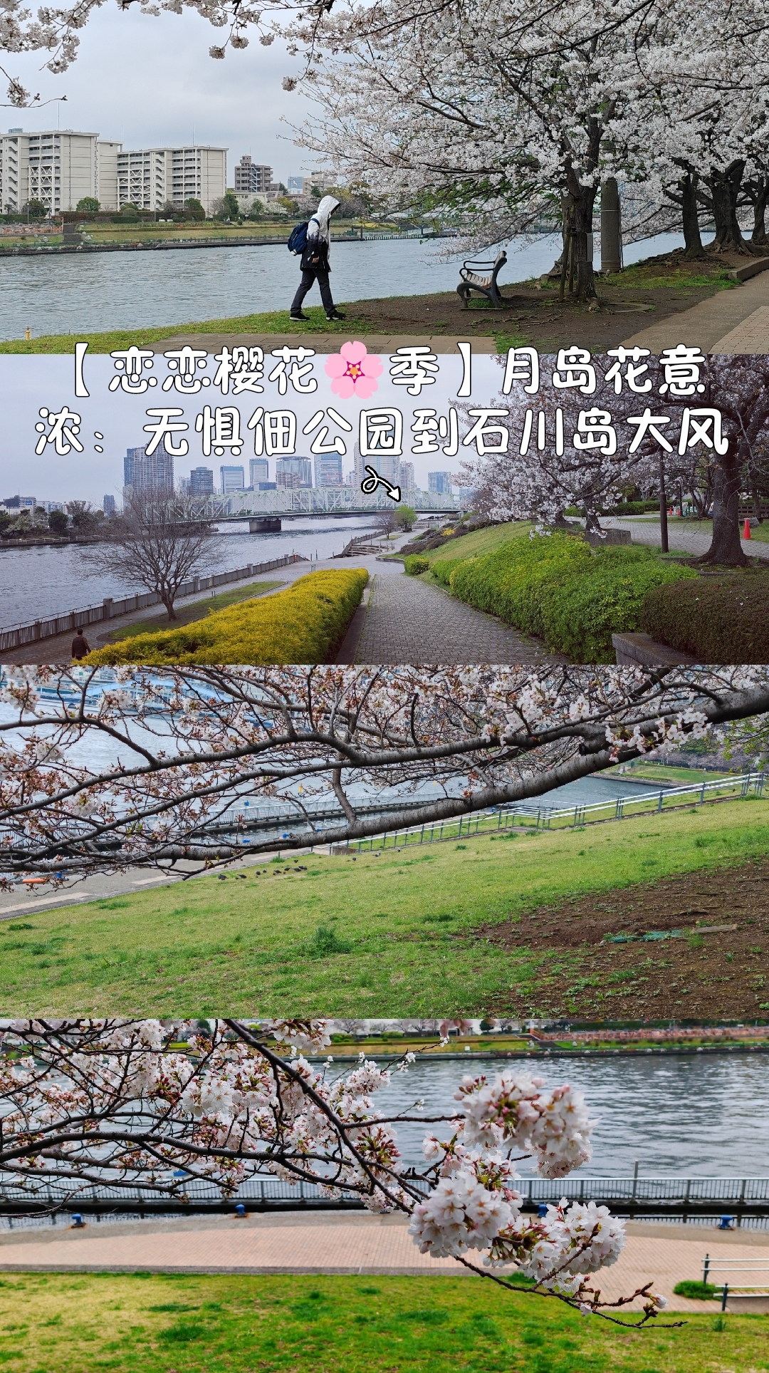 【恋恋樱花🌸季】月岛初开浓：无惧佃公园到石川岛公园刮大风