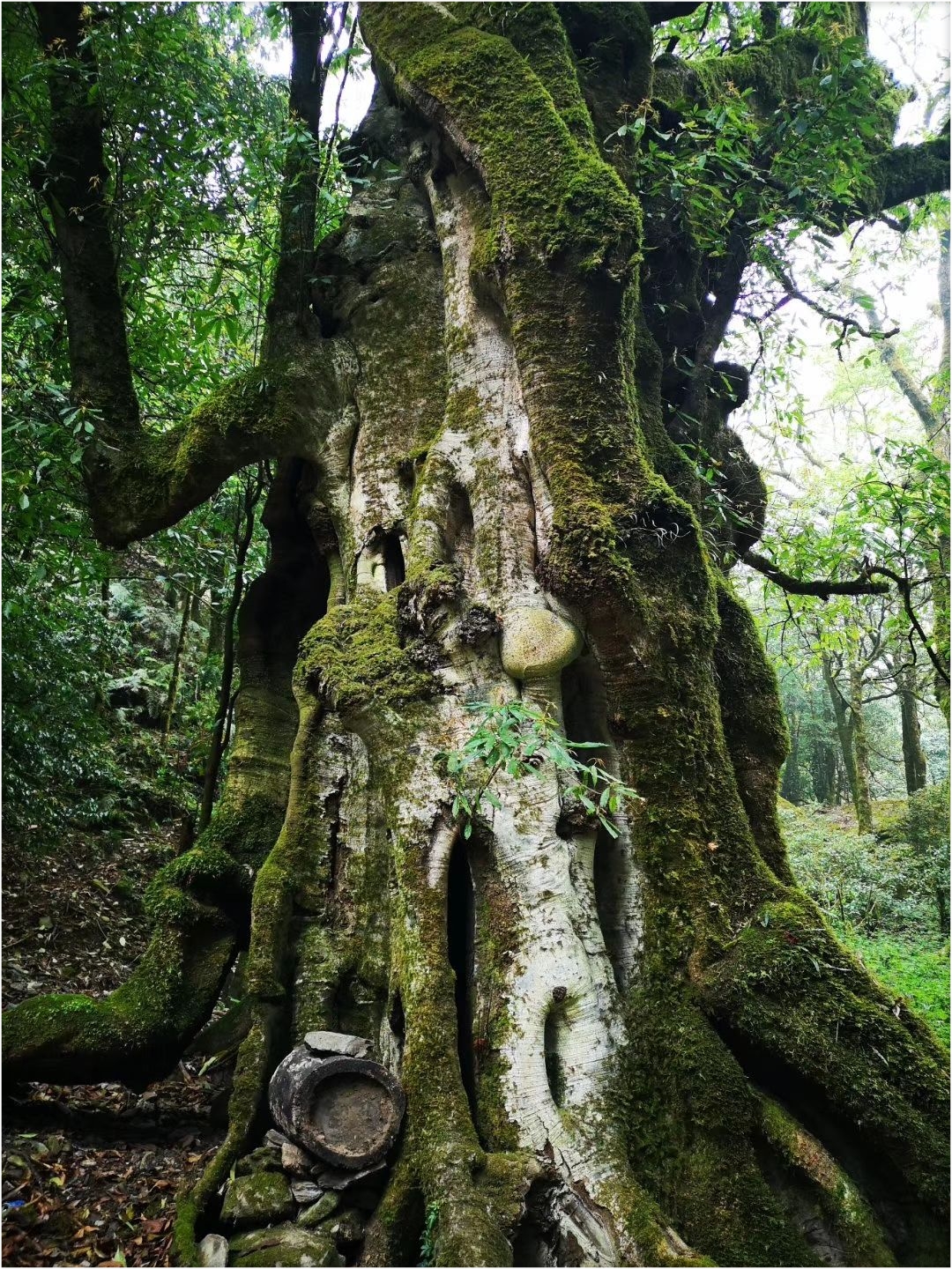 秘境哀牢山（上）Ⅱ心驰神往的地方