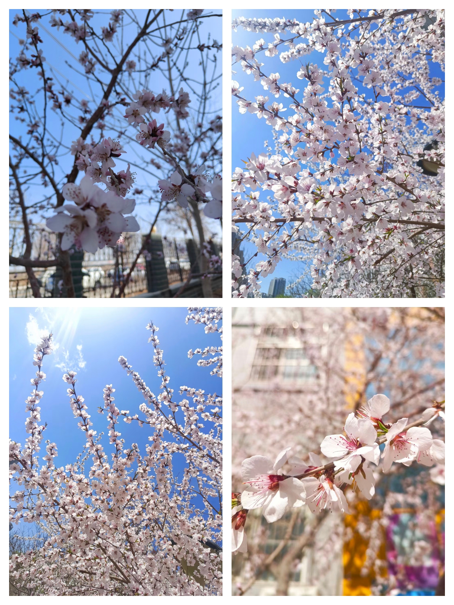 又是一个春暖花开时节[Sakura]