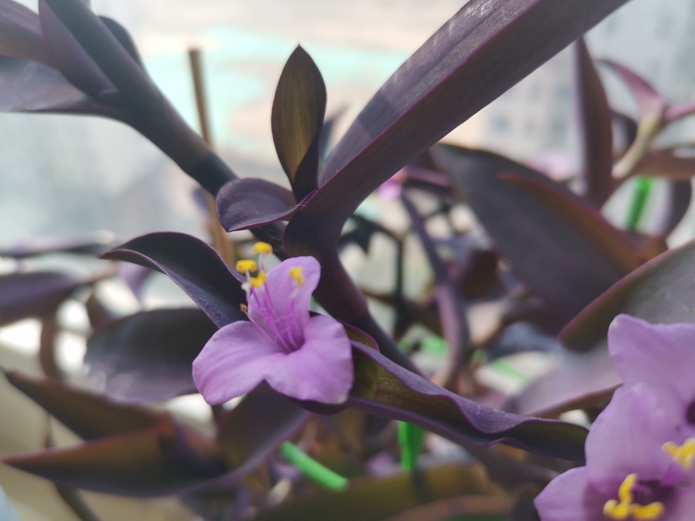 紫罗兰花开