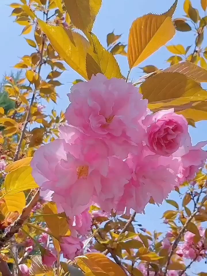 |||东京樱花，又称江户樱花、日本樱花，蔷薇科樱属植物