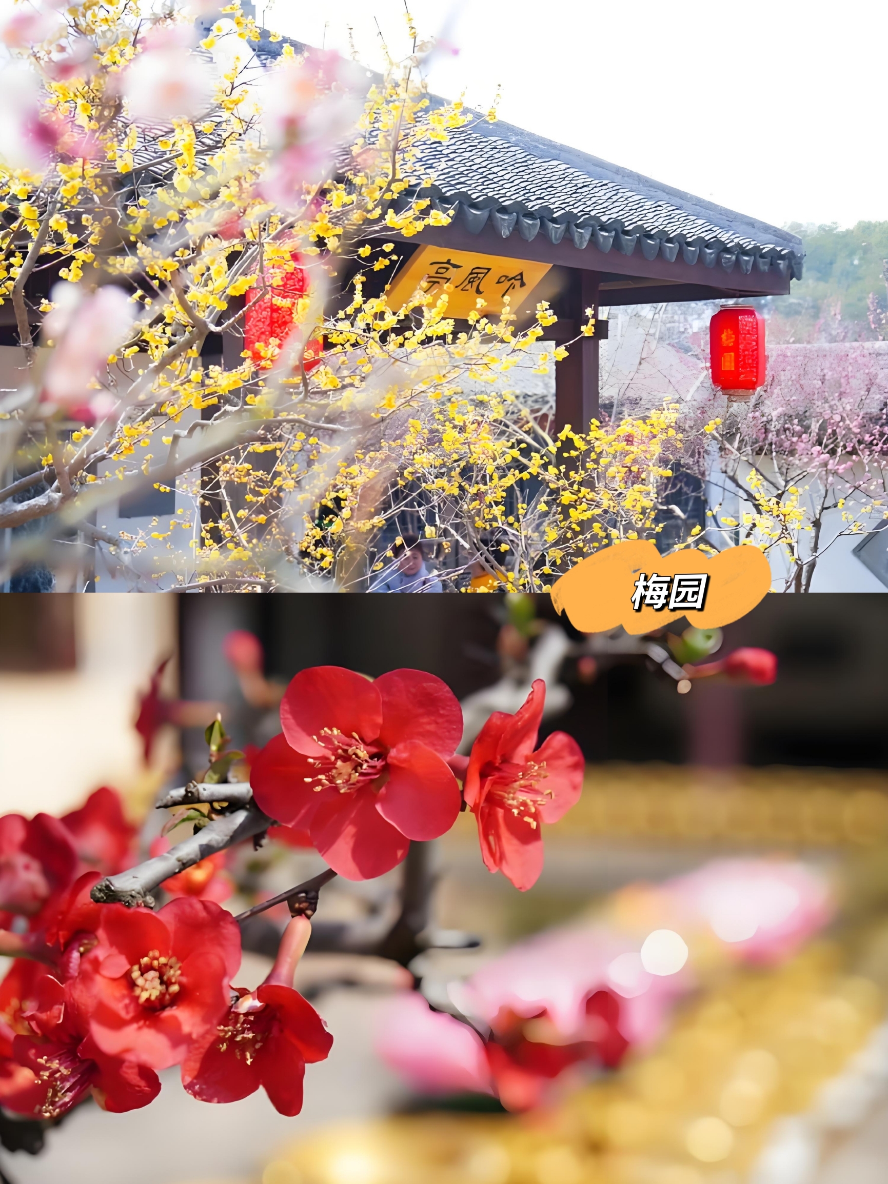 🌿 无锡梅园：梅花盛开的江南园林