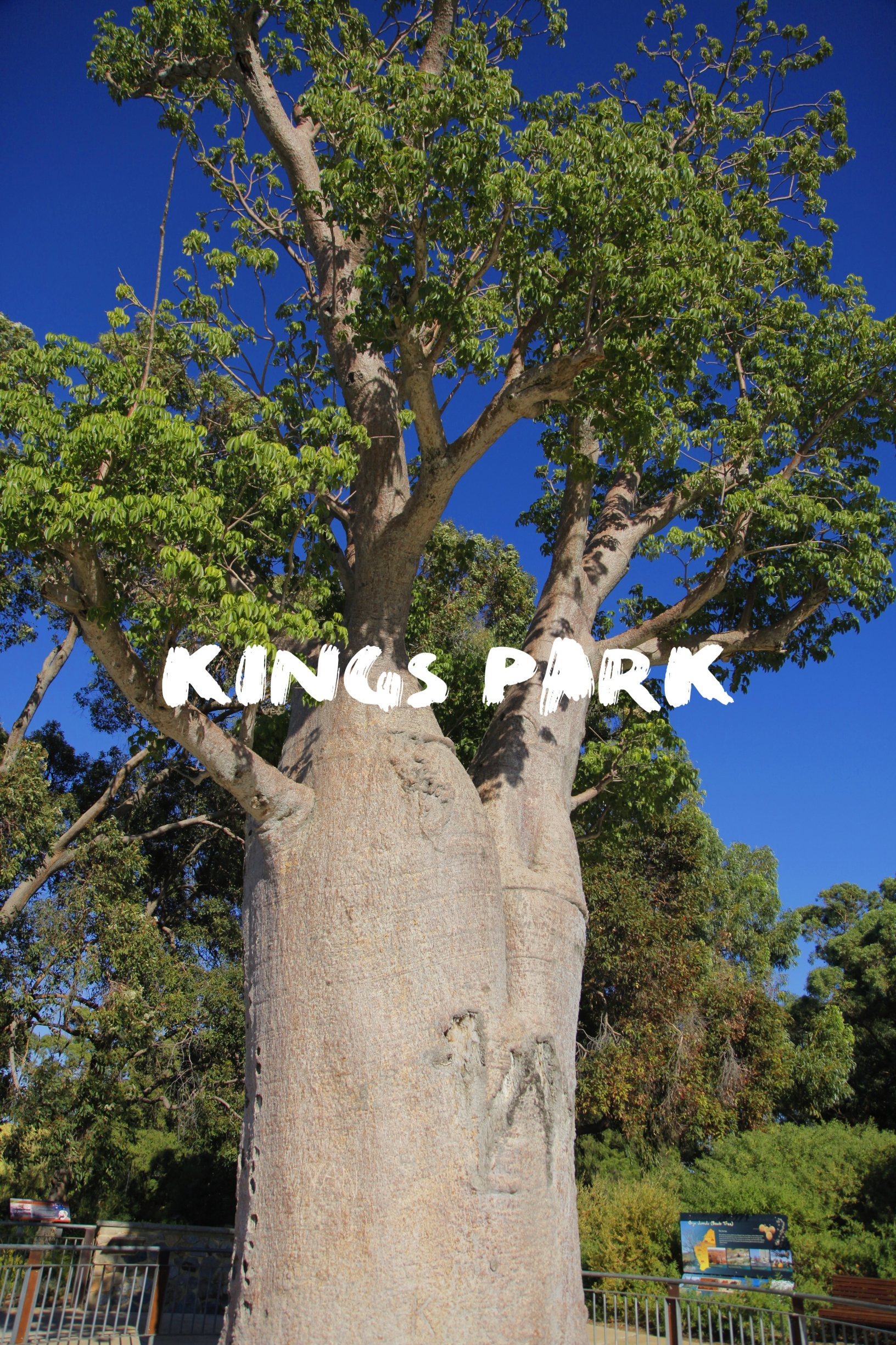 澳大利亚旅行|珀斯国王公园|Kings Park