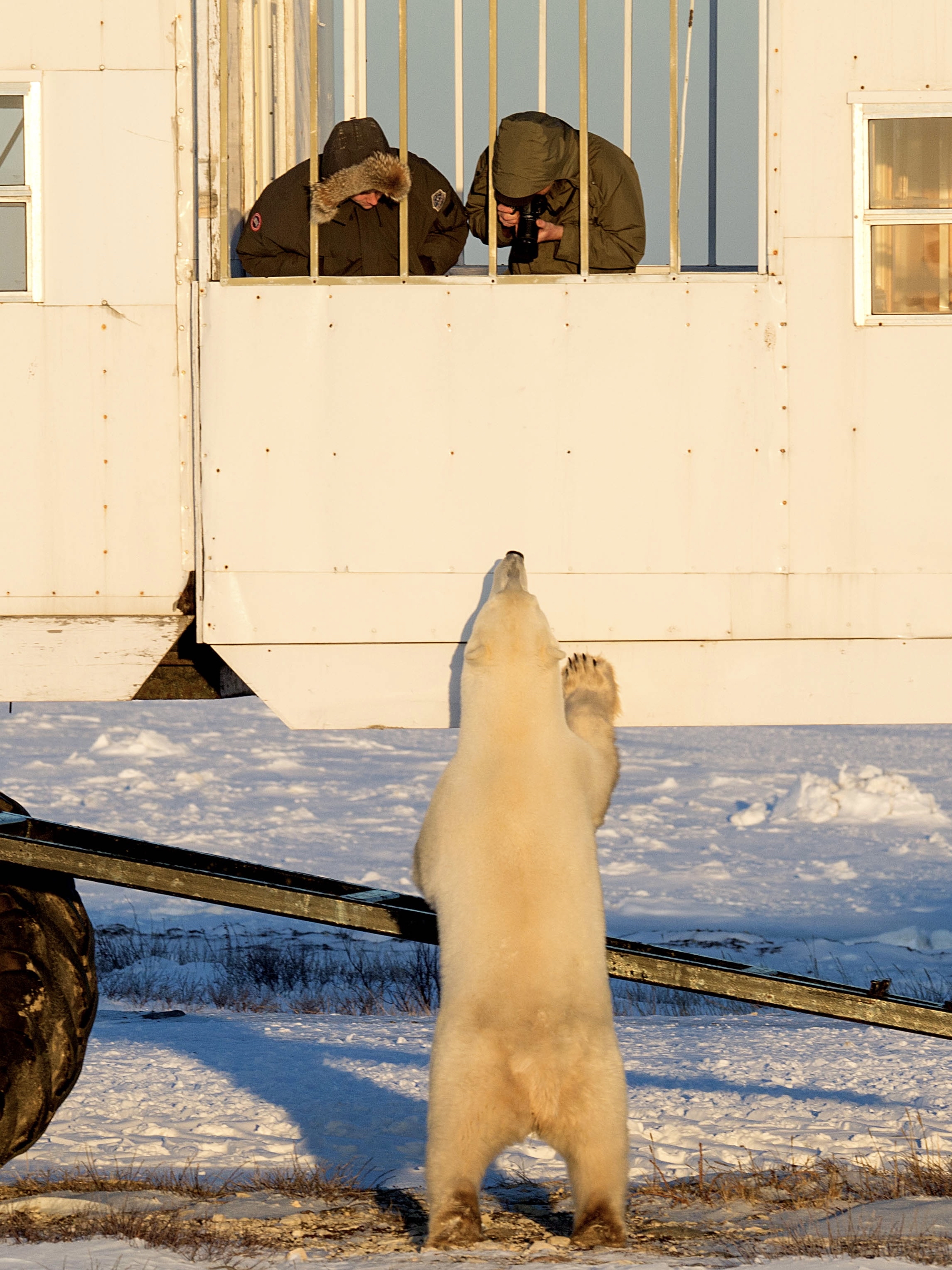 🐻‍❄️比人多的世界，北极熊仅一窗之隔