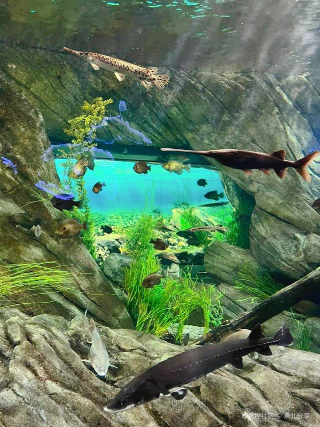 加拿大瑞普利水族馆——带你探索神秘海洋世界!