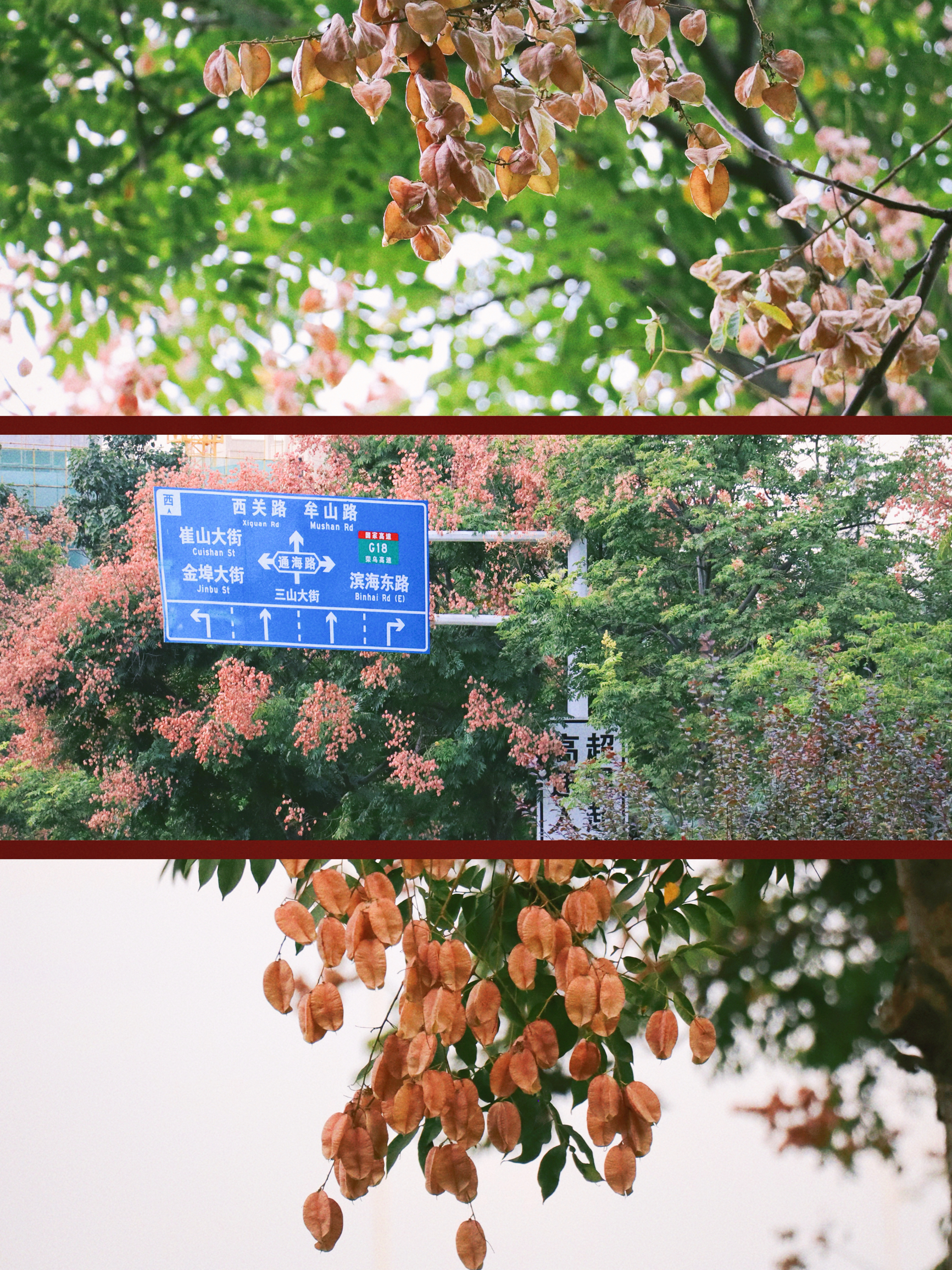 全球追秋 |这就是史铁生笔下的栾树啊🌳