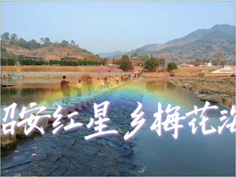 漫步漳州诏安红星梅园，遇见专属于中国青梅之乡的绚烂梅花雨