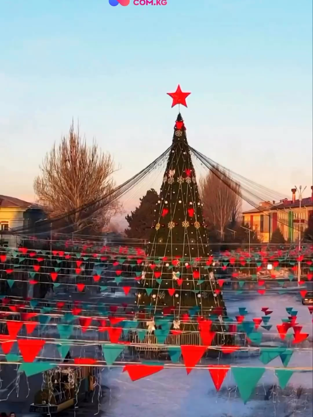 吉尔吉斯斯坦🇰🇬收集圣诞树🎄