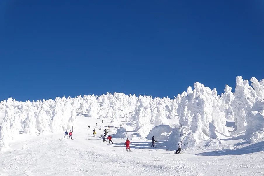 2.4-2.8日本藏王滑雪团！一起看树冰！
